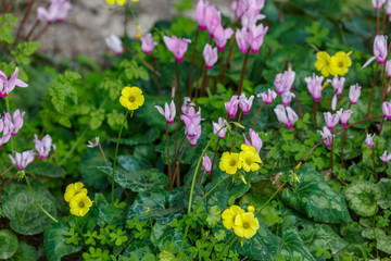 Pink cyclamens and bermuda buttercups (Oxalis pes-caprae) flowers