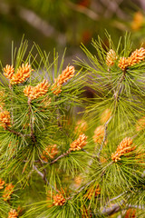 Young pine branches with future cones