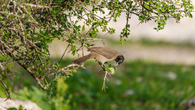 The single mature white-spectacled bulbul on tree