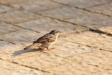 Sparrow on the sidewalk tile