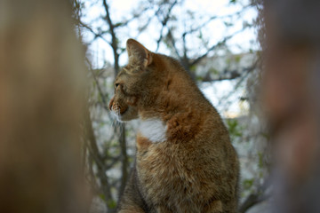 squirrel in the tree