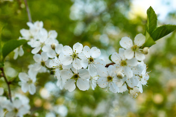 apple tree blossom