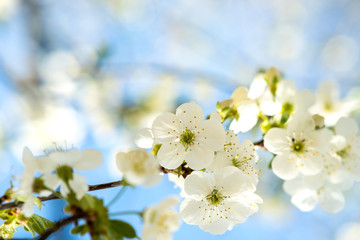 Close up of fresh white blooming flowers on a tree branches with blurred blue sky background in early spring.