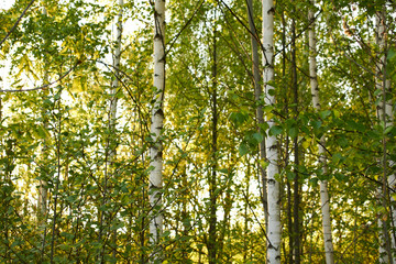 Fototapeta premium green leaves background