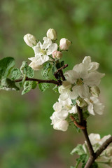 Obraz premium Flowering apple tree