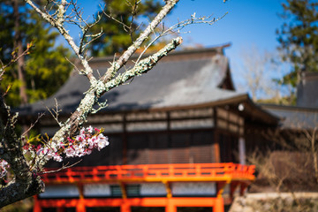 2 7 Roof Sakura Wall Murals Canvas Prints Stickers Wallsheaven