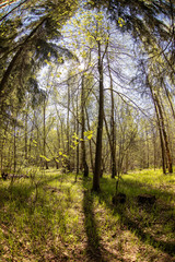 Obraz premium Sunny spring forest