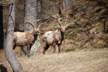 Stambecchi 03 © Luca