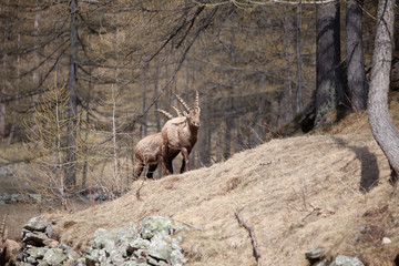 Stambecchi Parco Nazionale del Gran Paradiso