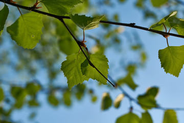 green leaves against blue sky