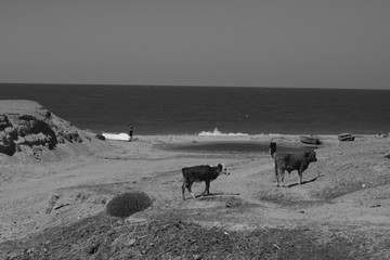 Cows and calves in the village