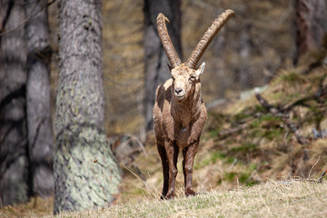 Stambecchi 05 © Luca