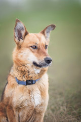 Naklejka premium portrait of happy cute puppy with foliage bokeh background head shot of smile dog with colorful spring leaf at sunset with space for text
