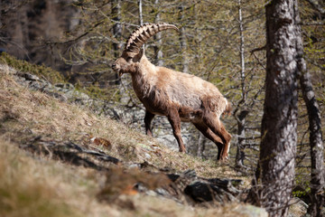 Stambecchi 06 © Luca
