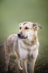 portrait of happy cute puppy with foliage bokeh background head shot of smile dog with colorful spring leaf at sunset with space for text