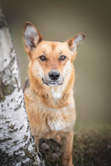 portrait of happy cute puppy with foliage bokeh background head shot of smile dog with colorful spring leaf at sunset with space for text