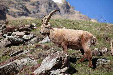 Stambecchi 07 © Luca