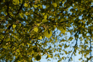 yellow leaves on a tree