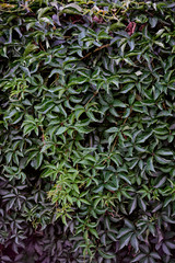 Fototapeta na wymiar beautiful wall of wild green grape leaves, backgrounds, textures