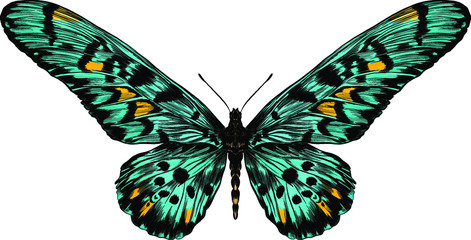 Fototapeta na wymiar turquoise butterfly Papilio maackii green vector