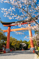 青空の宇佐神宮で見つけた満開の桜【大分県】