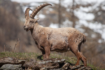 Stambecchi 10 © Luca