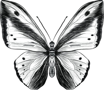 morpho butterfly black and white coloring