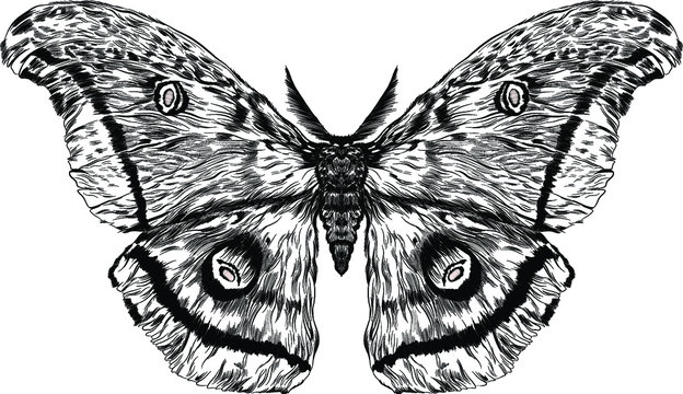 Black And White Furry Moth Coloring