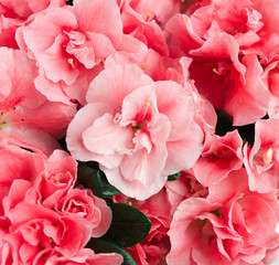 Lush flowers of gentle azalea. Buds of a pink shade.
