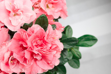 Lush flowers of gentle azalea. Buds of a pink shade.