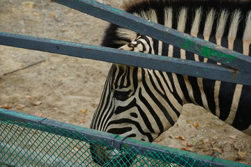 animales en cautiverio