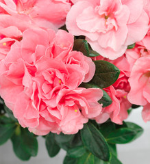 Lush flowers of gentle azalea. Buds of a pink shade.