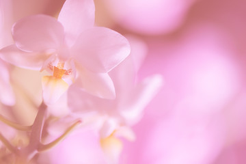 Fototapeta na wymiar Orchideenblüte weiß soft pastell mit Platz für Text