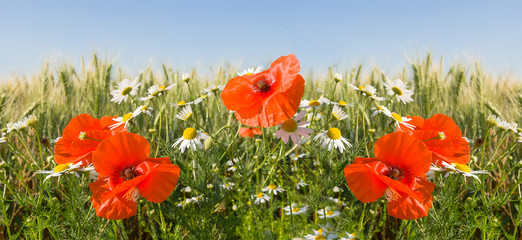 closeup green prairie with red poppy flowers, outdoor summer background