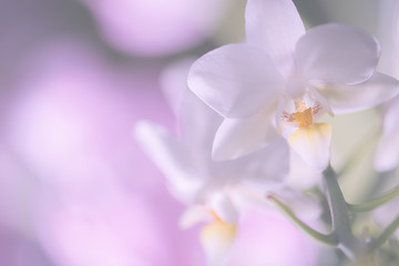 Obraz na płótnie Canvas Orchideenblüte weiß soft pastell mit Platz für Text