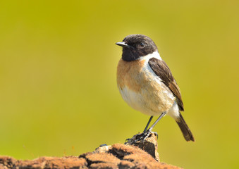 tarabilla macho posada en un tronco con musgo (Saxicola rubicola) Marbella Andalucía España	