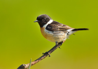 tarabilla macho en una rama al sol (Saxicola rubicola) Marbella Andalucía España	