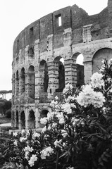 Obraz premium colosseum in rome italy