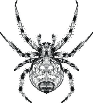 spider steed crossbow scary vector black and white