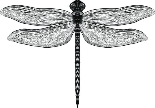 black and white dragonfly graphics vector