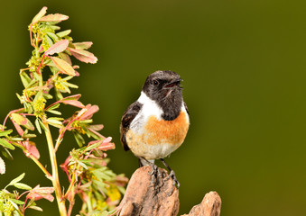 tarabilla europea macho cantando en una rama (Saxicola rubicola) Marbella Andalucía España	