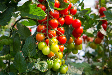 Red and yellow ripe tomatoes on a stalk in a greenhouse. Harvesting tomato, vegetable on a sunny day.