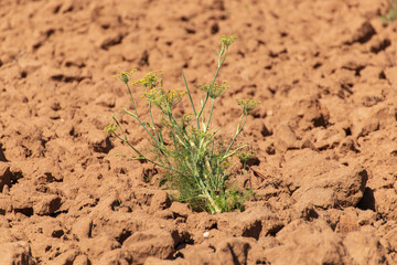 Agricoltura
