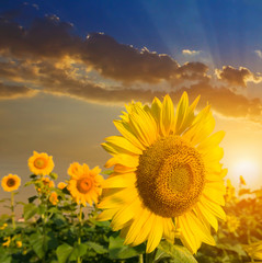 closeup sumflower field at the sunset, agricultural background