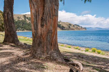 trees near Lake Titicaca