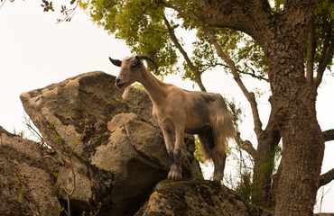 Cabra salvaje en el Maresme. La cabra est&aacute; encima de una roca en un ambiente de bosque mediterr&aacute;neo. 