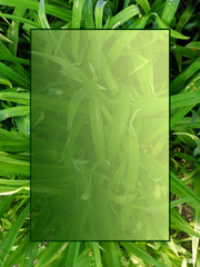green leaves background. green frame with leaves