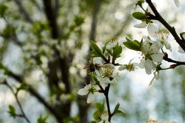 apple tree blossom