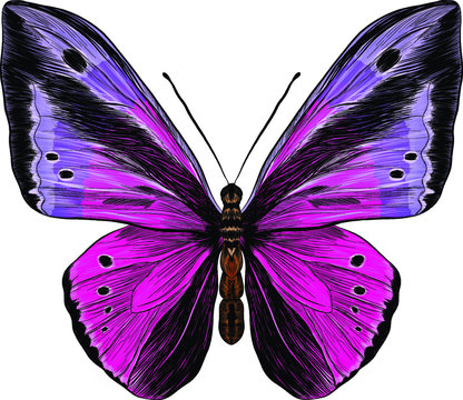 Butterfly Papilio Morpho Purple Pink