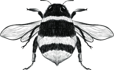 bumblebee bee sketch black and white